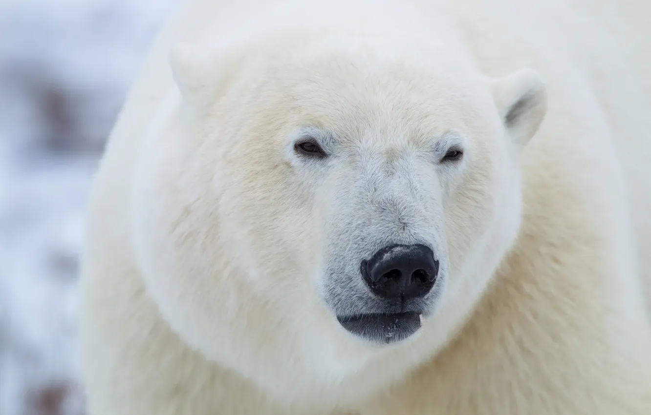 Фото обои морда, белый медведь, полярный
