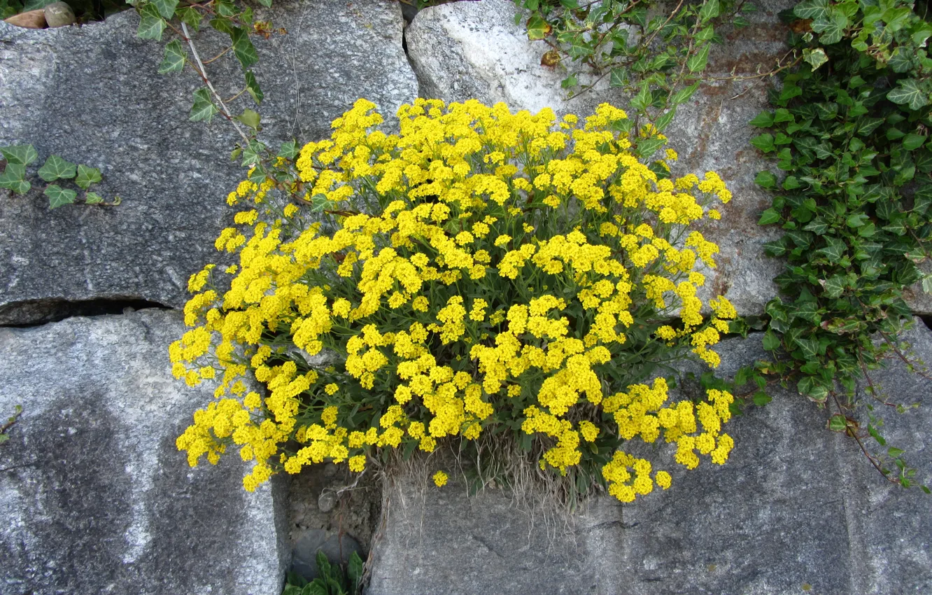 Фото обои Nature, Flowers, Yellow, Stones