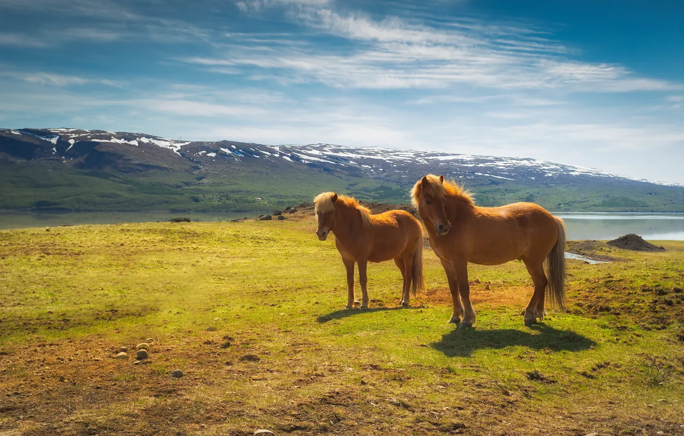 Фото обои поле, горы, две, кони, лошади, пара, рыжие, Исландия