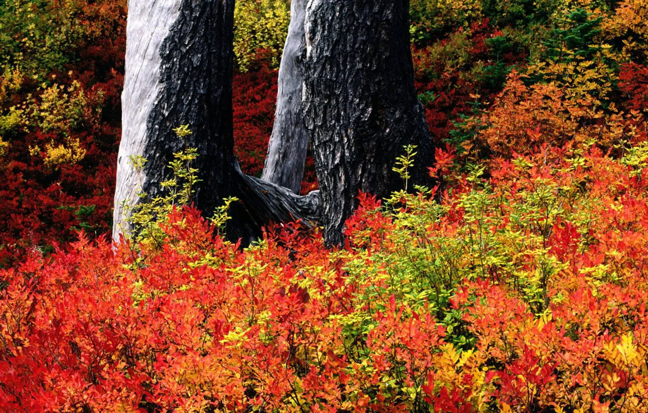Фото обои осень, кусты, ствол дерева