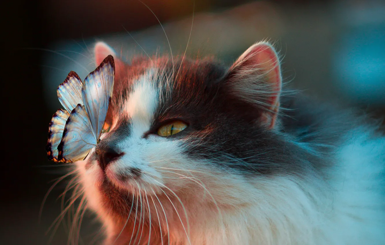 Фото обои бабочка, на носу, пятнистая кошка