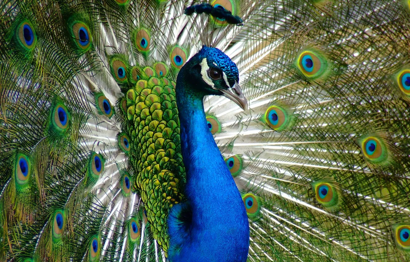 Фото обои животные, взгляд, птицы, синий, природа, зеленый, птица, портрет