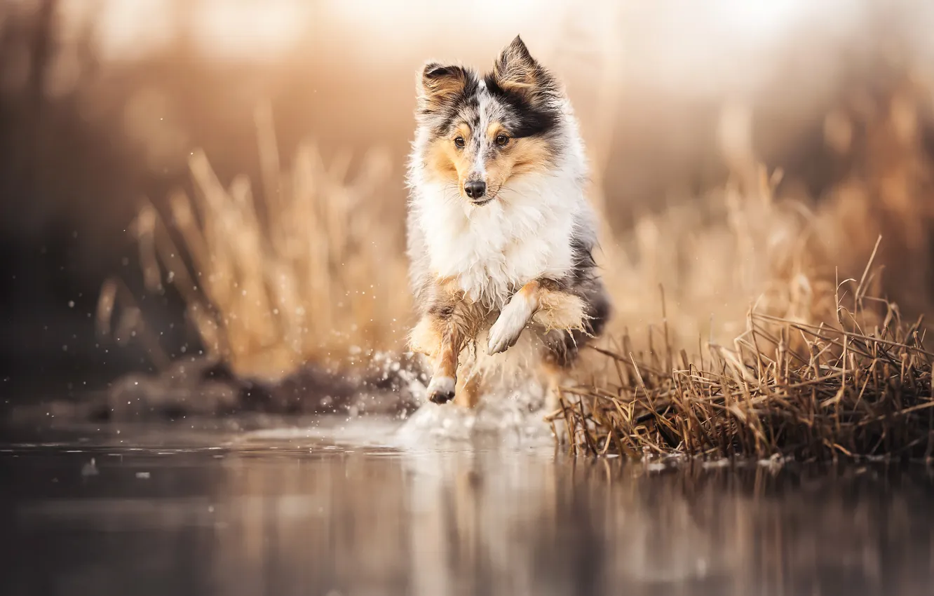 Фото обои вода, собака, прогулка, Шелти, Шетландская овчарка