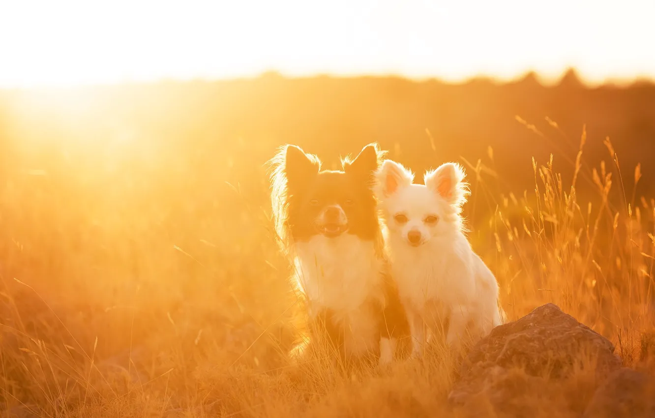 Фото обои поле, собаки, свет