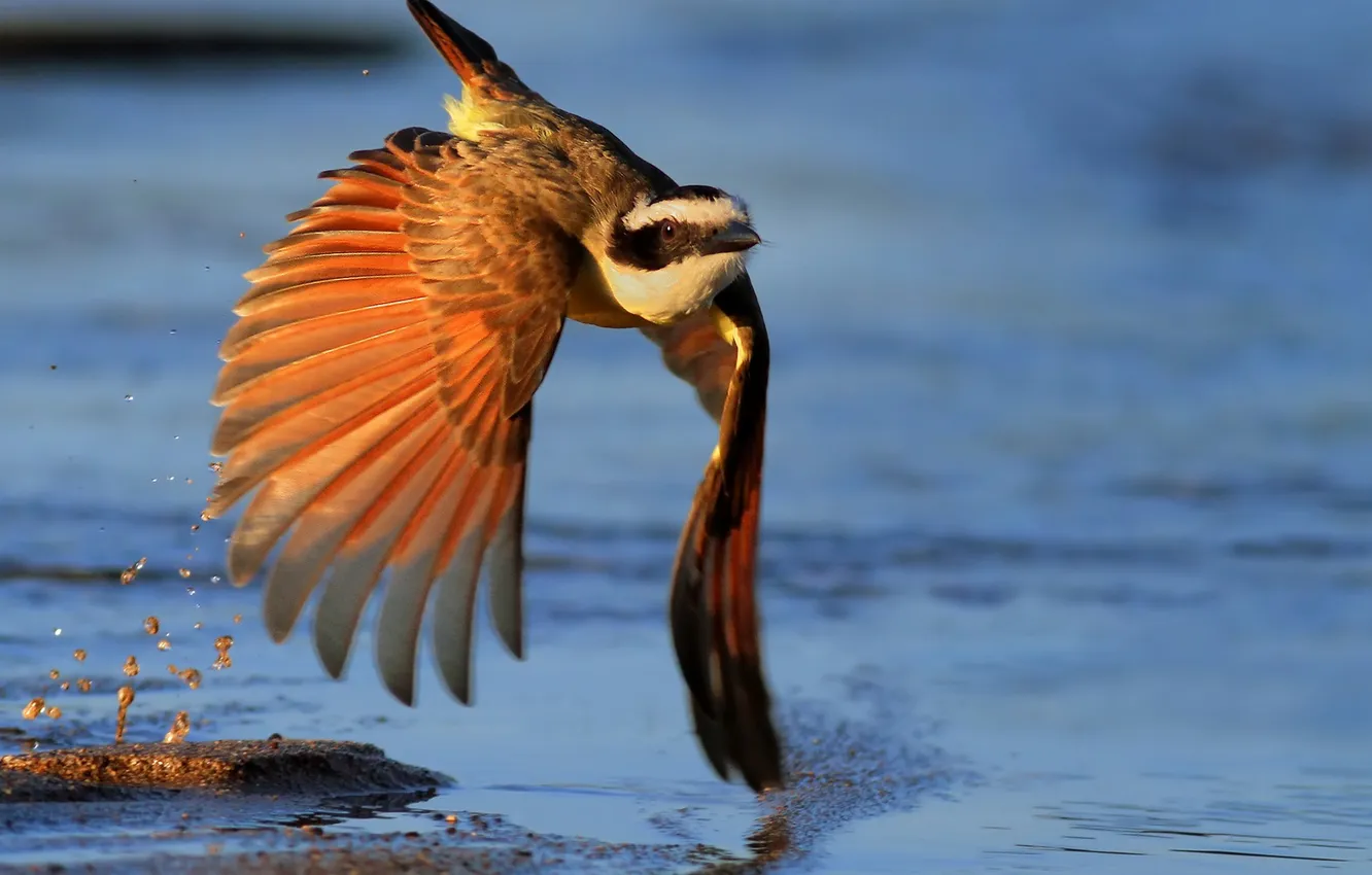 Фото обои bird, water, feathers, light effect