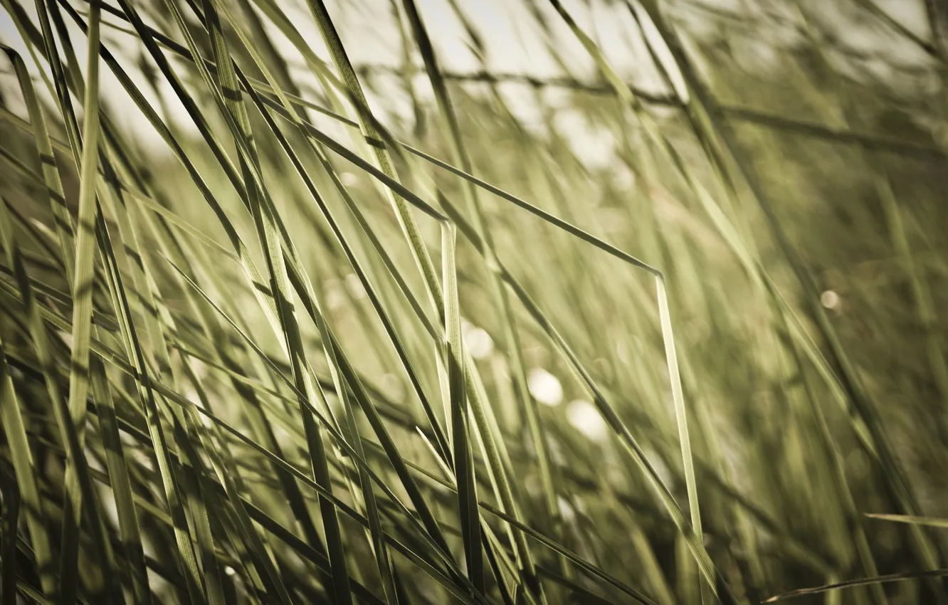 Фото обои ТРАВА, МАКРО, GRASS