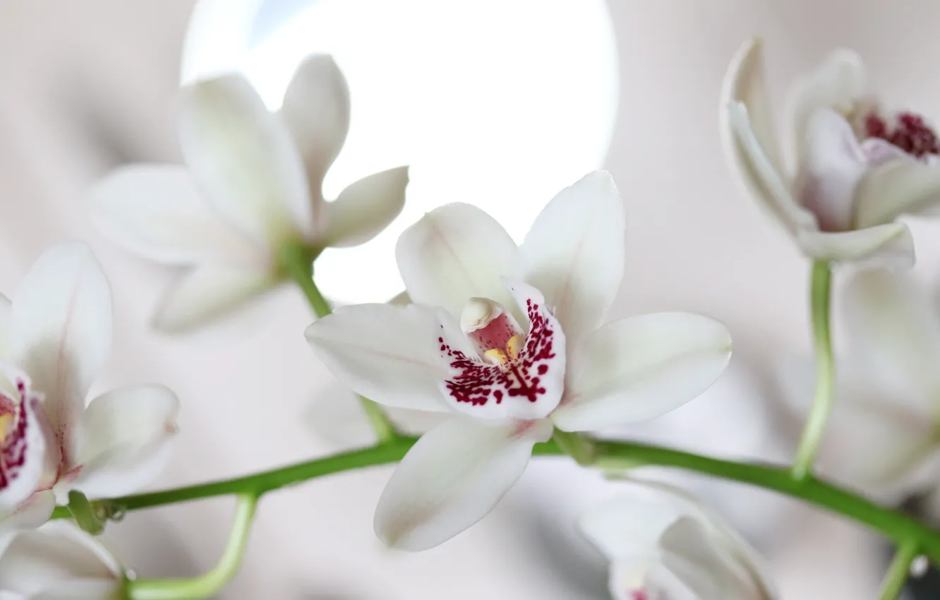 Фото обои белый, макро, орхидеи
