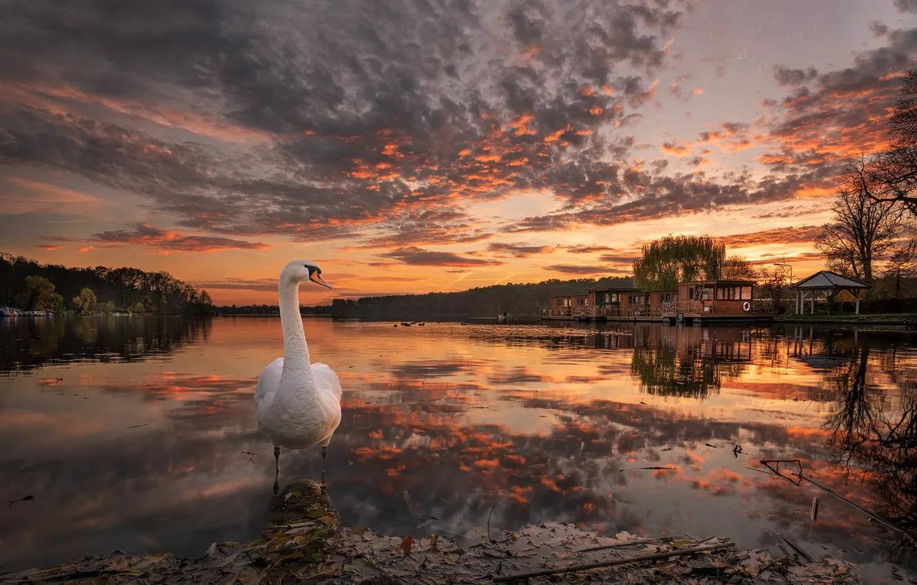 Фото обои осень, пейзаж, природа, озеро, птица, пристань, вечер, лебедь