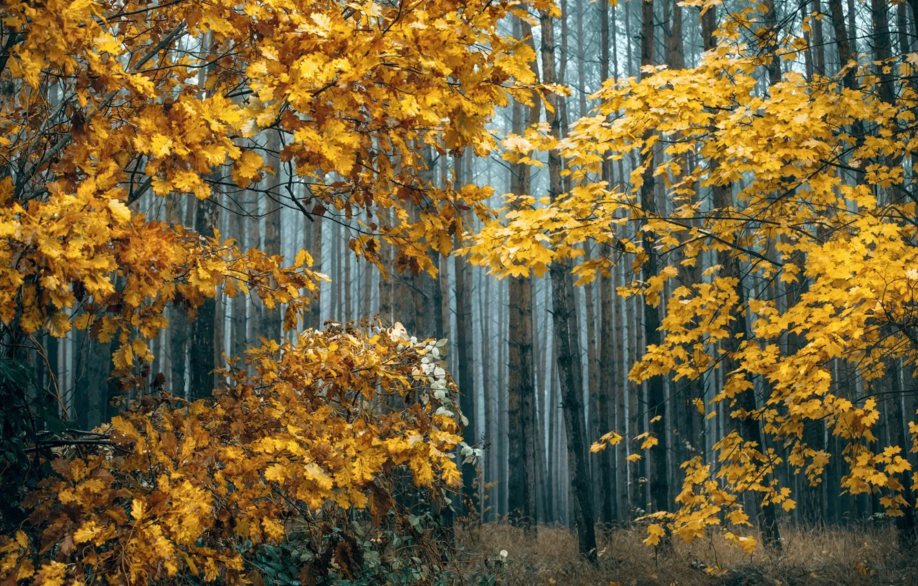Фото обои осень, лес, деревья, природа, Radoslaw Dranikowski