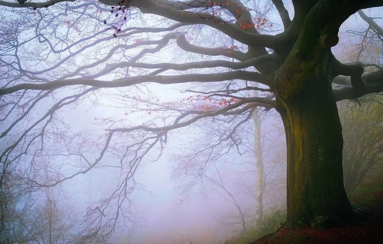 Фото обои осень, лес, туман, Англии, Ноябрь, Malvern Hills
