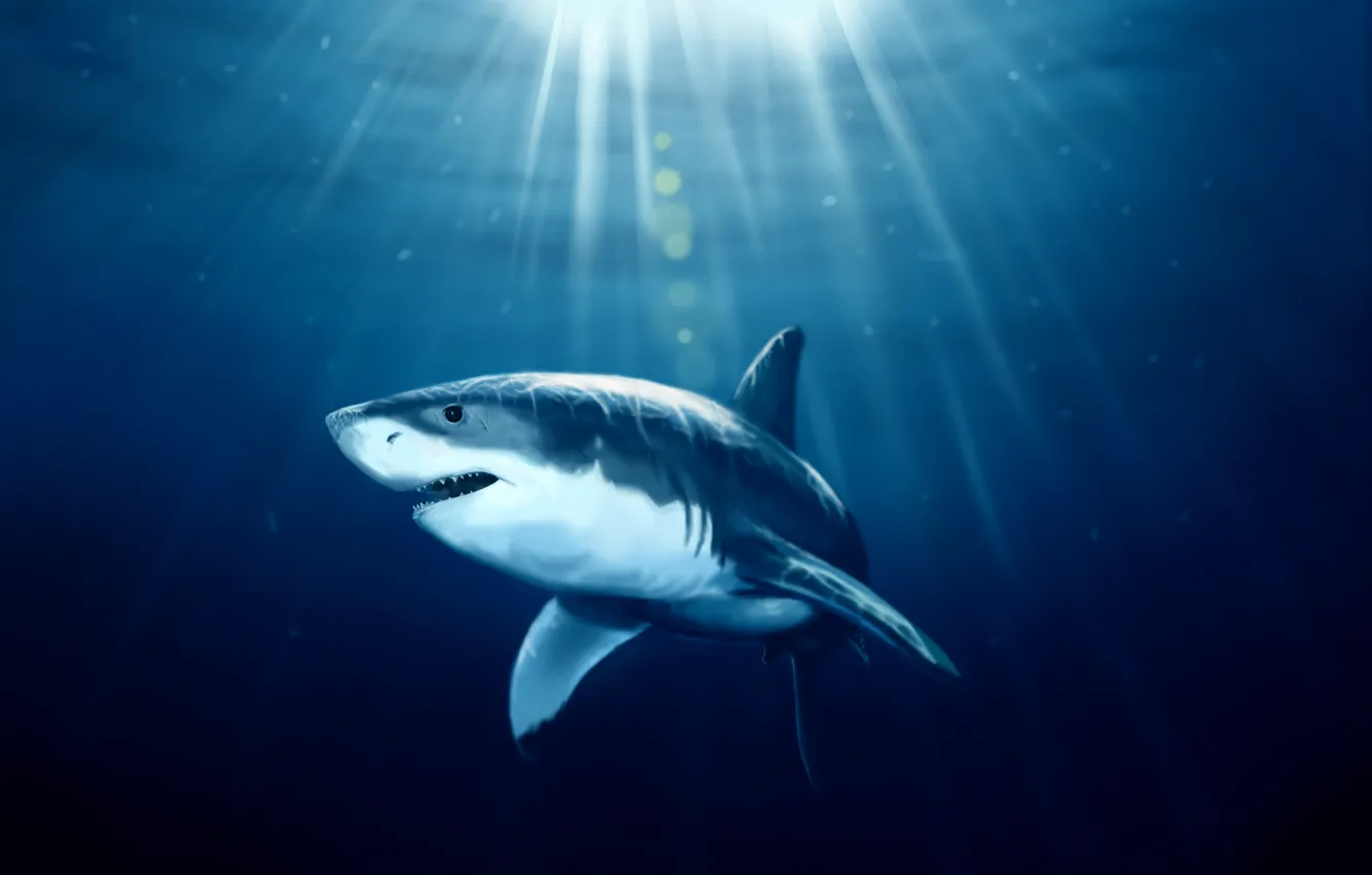 Фото обои море, рыба, акула, арт, под водой, солнечный свет
