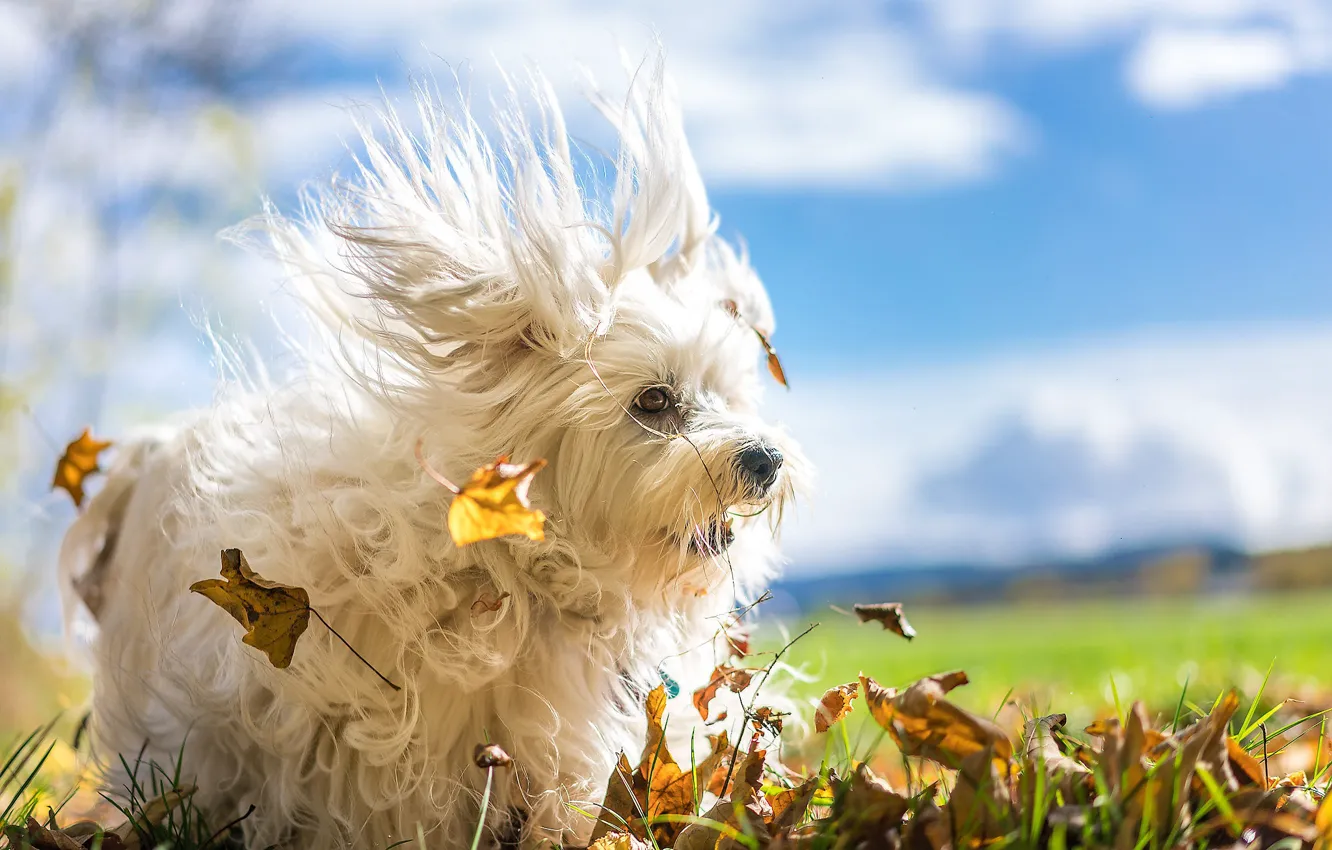 Фото обои осень, листья, ветер, собака, Гаванский бишон, лохматая
