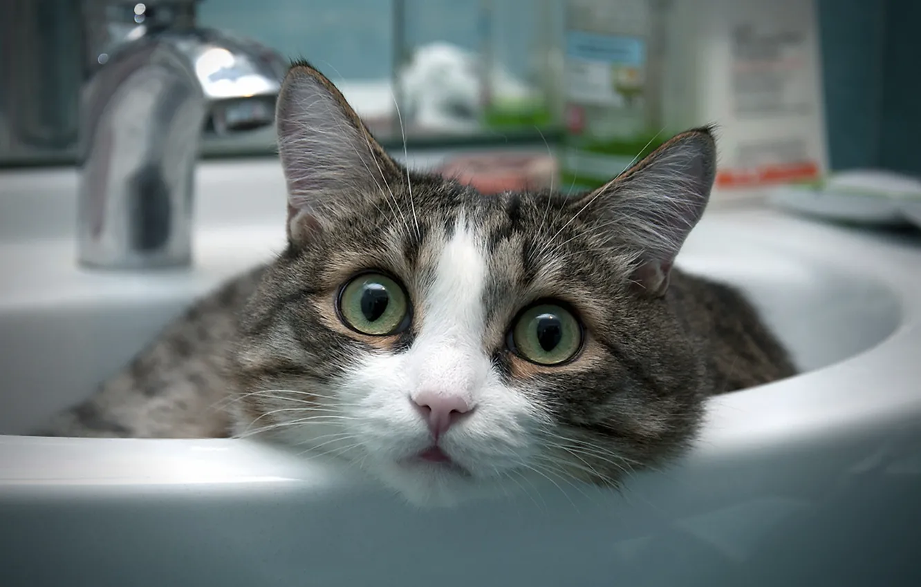 Фото обои кот, комната, ванная, умывальник