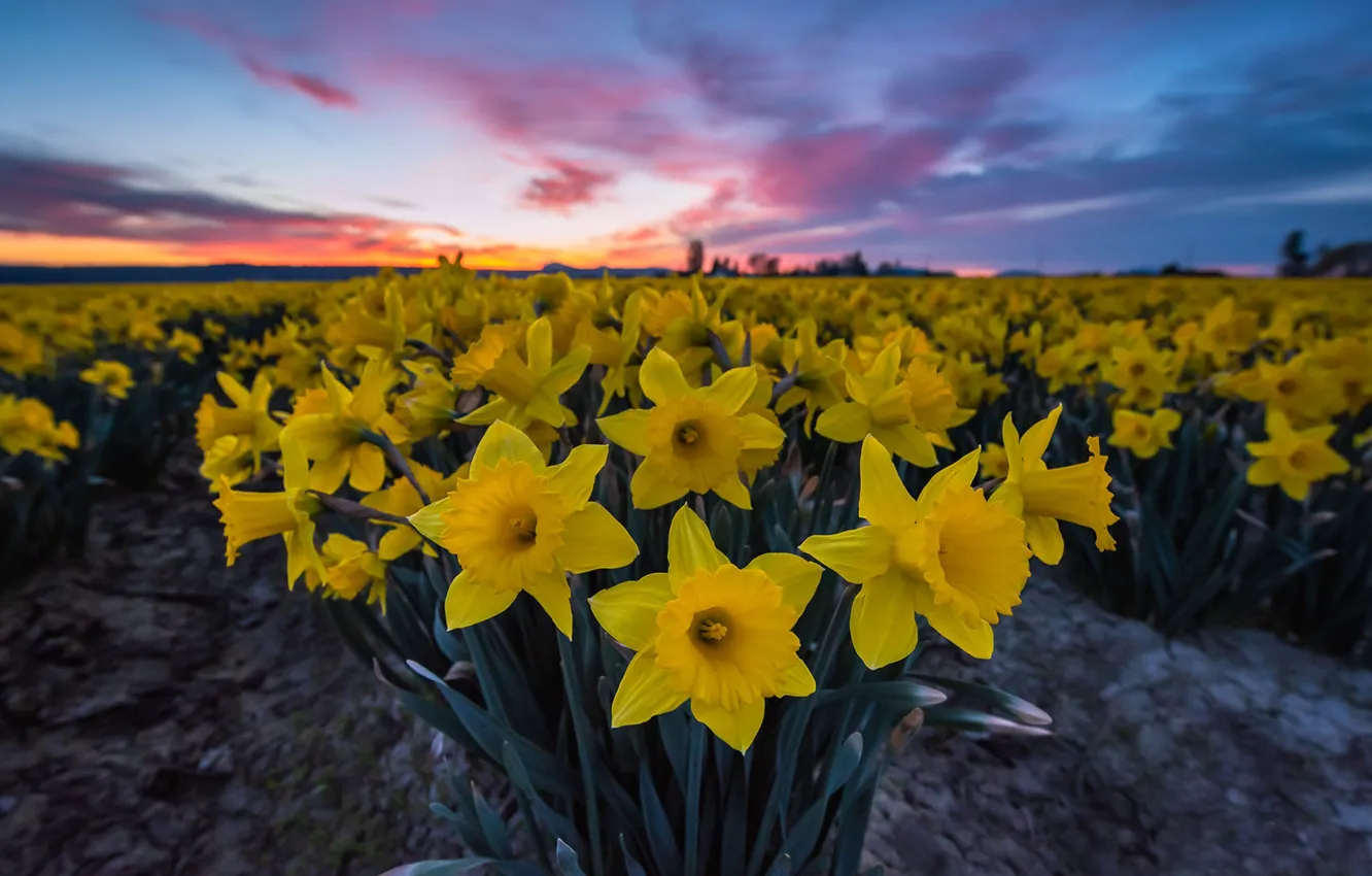 Фото обои цветы, восход, рассвет, утро, нарциссы, плантация, Washington State, Skagit Valley