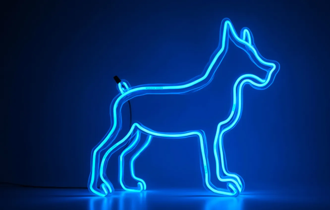 Фото обои собака, неон, силуэт, dog, neon, голубое свечение