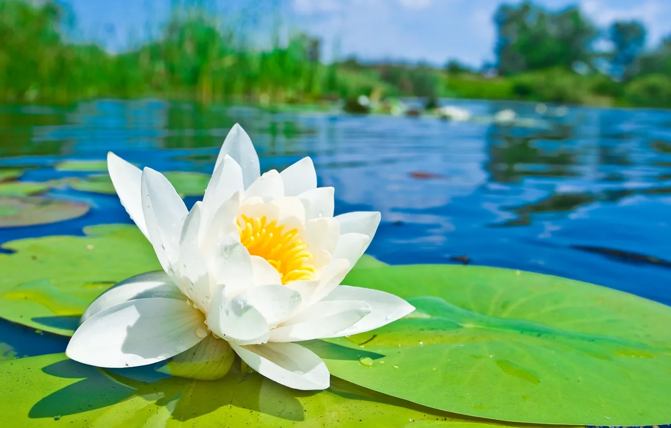 Фото обои цветок, пруд, лепестки, лотос, кувшинка, белая, водоем, водяная лилия