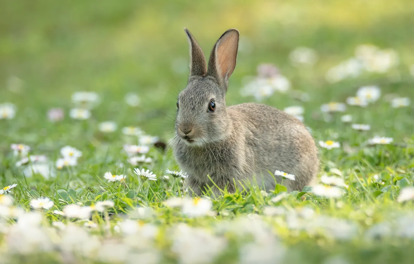 Фото обои лето, цветы, серый, поляна, заяц, ромашки, весна, кролик