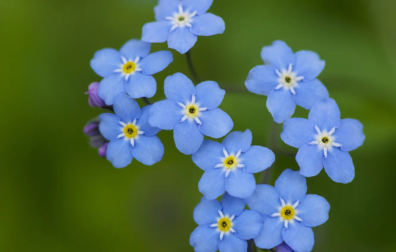 Фото обои лето, цветы, голубые, полевые, незабудки