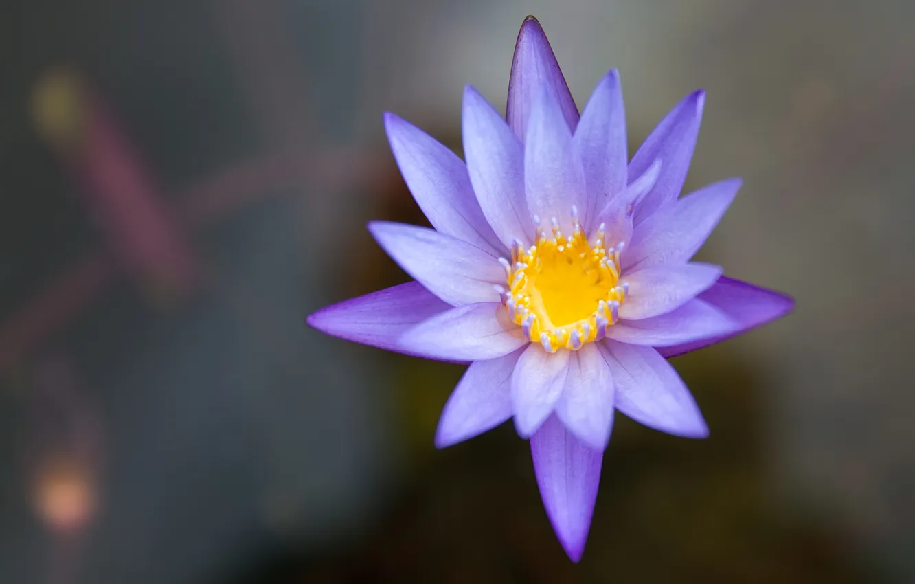 Фото обои цветок, вода, пруд, сиреневый, водяная лилия