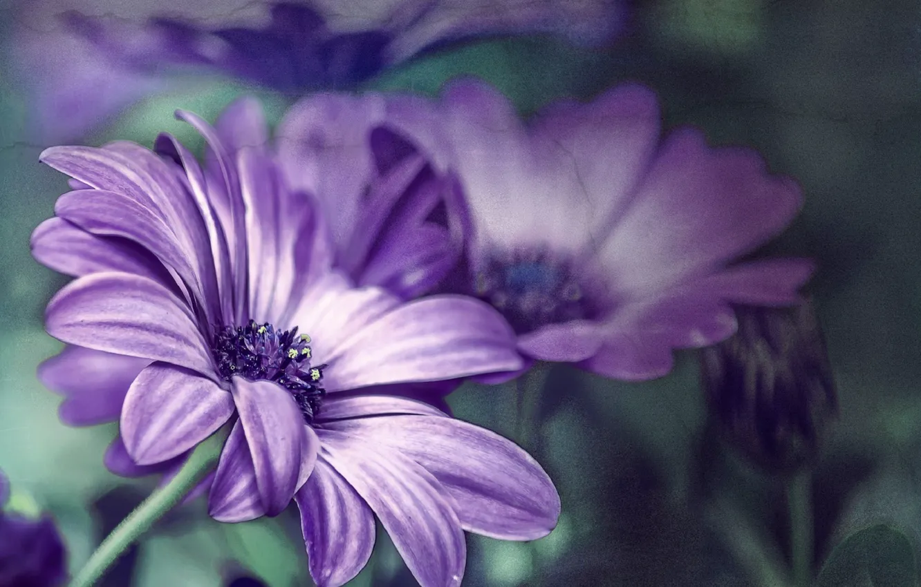 Фото обои цветок, фиолетовый, цветы, ромашка, flower, flowers, purple, daisy