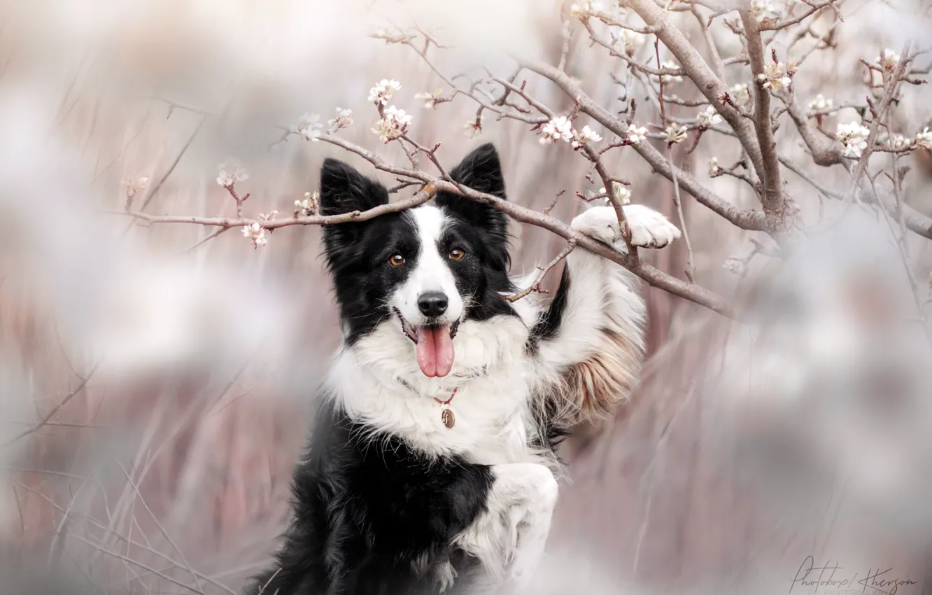 Фото обои природа, животное, собака, ветка, весна, цветение, пёс, бордер-колли