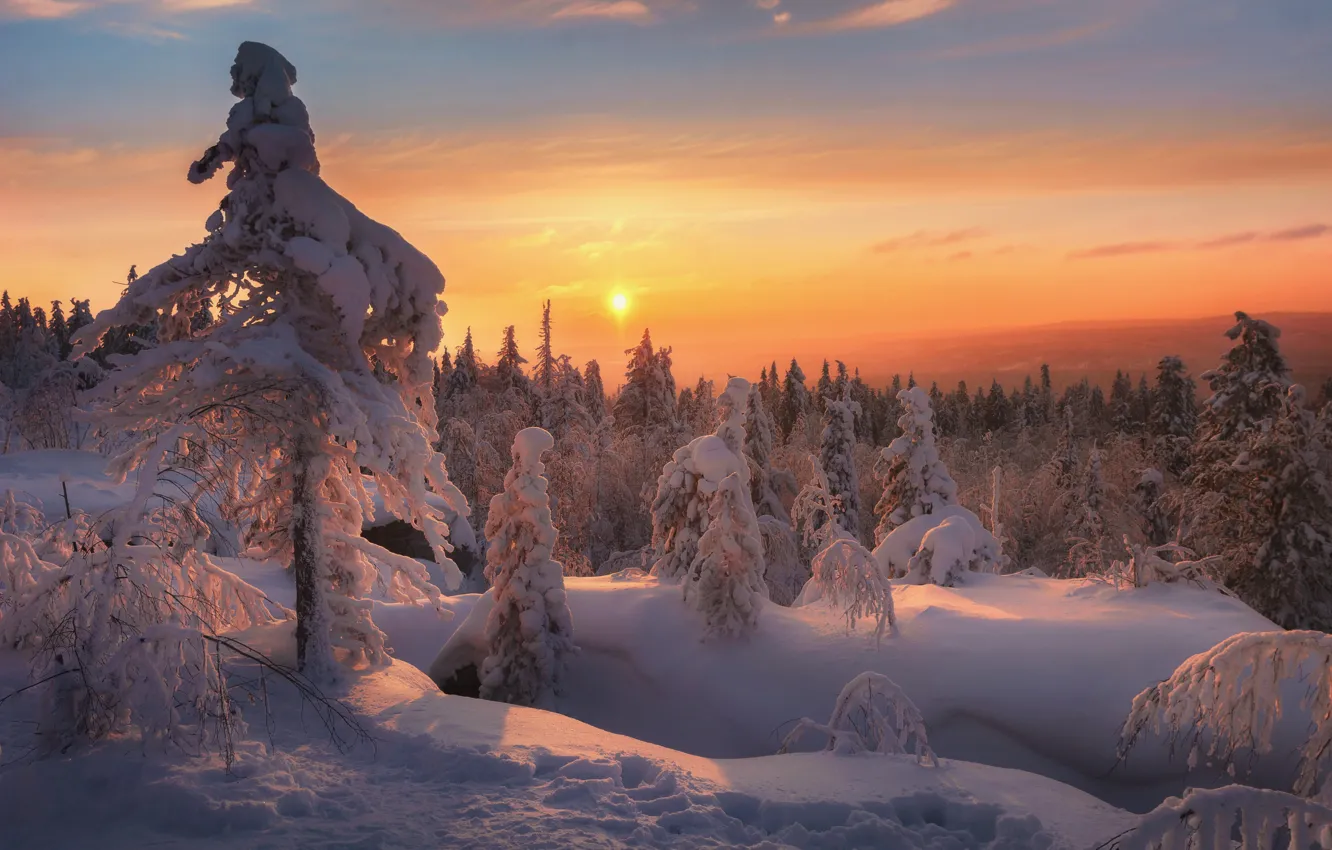Фото обои зима, лес, снег, деревья, пейзаж, закат, природа, ели