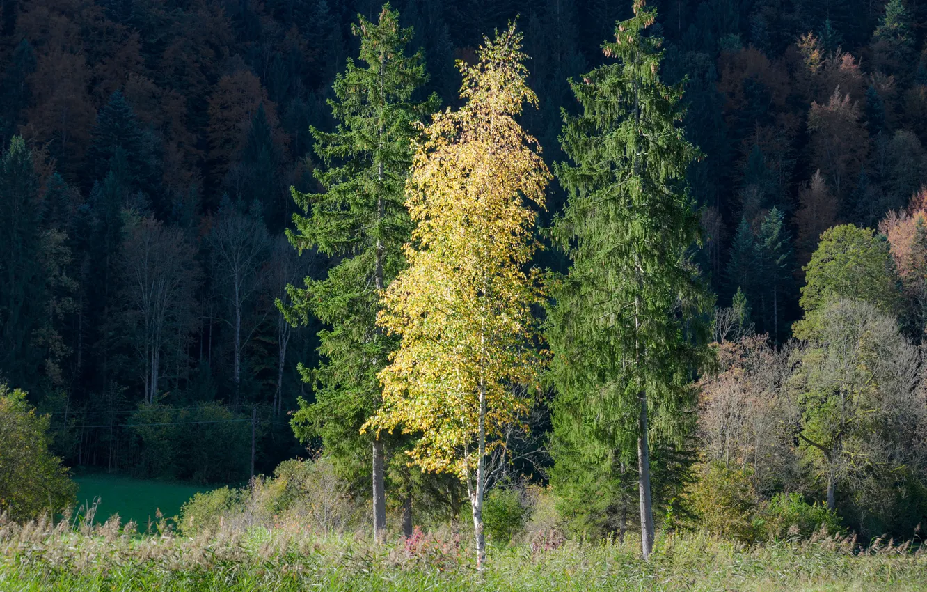 Фото обои осень, лес, трава, деревья