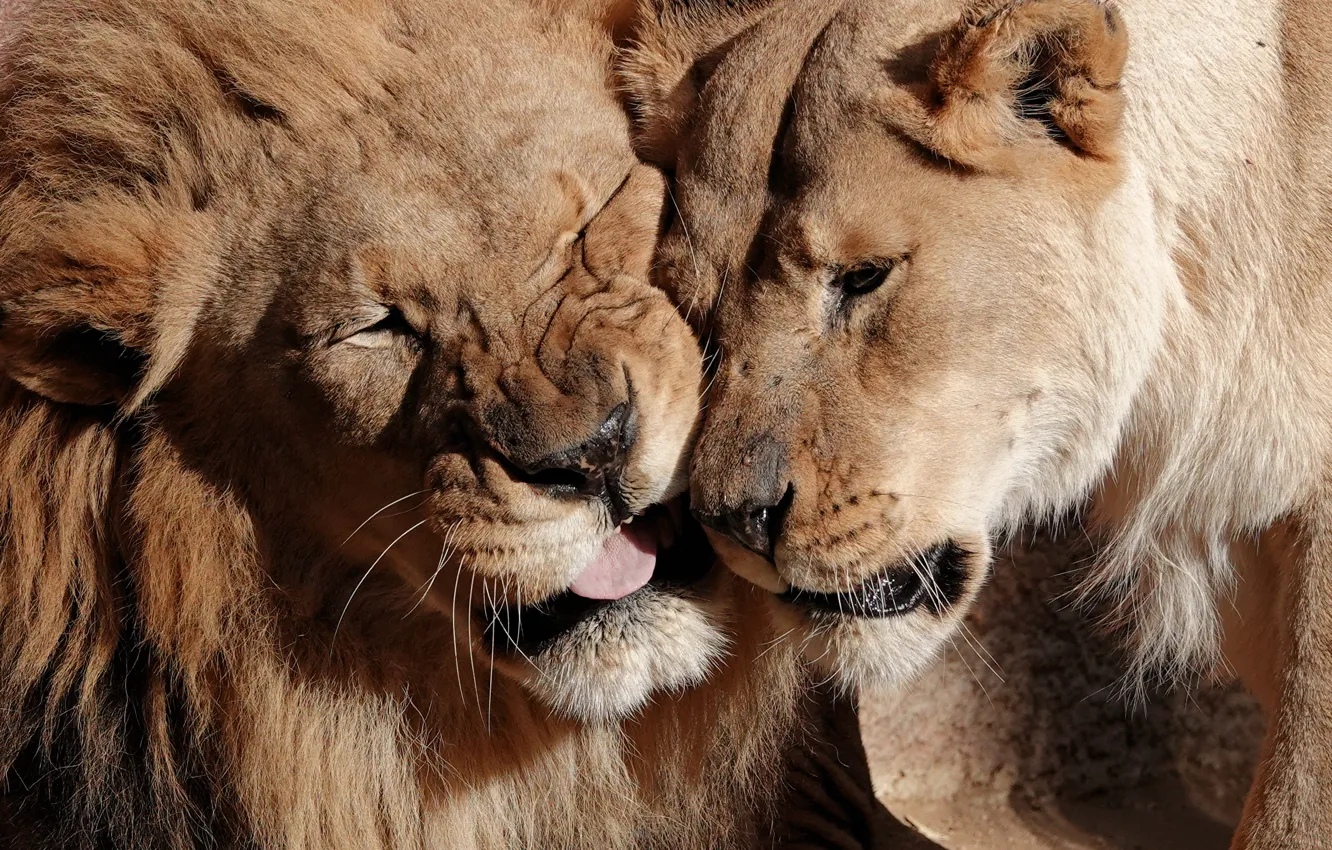 Фото обои любовь, лев, дикие кошки, львы, парочка, львица, морды