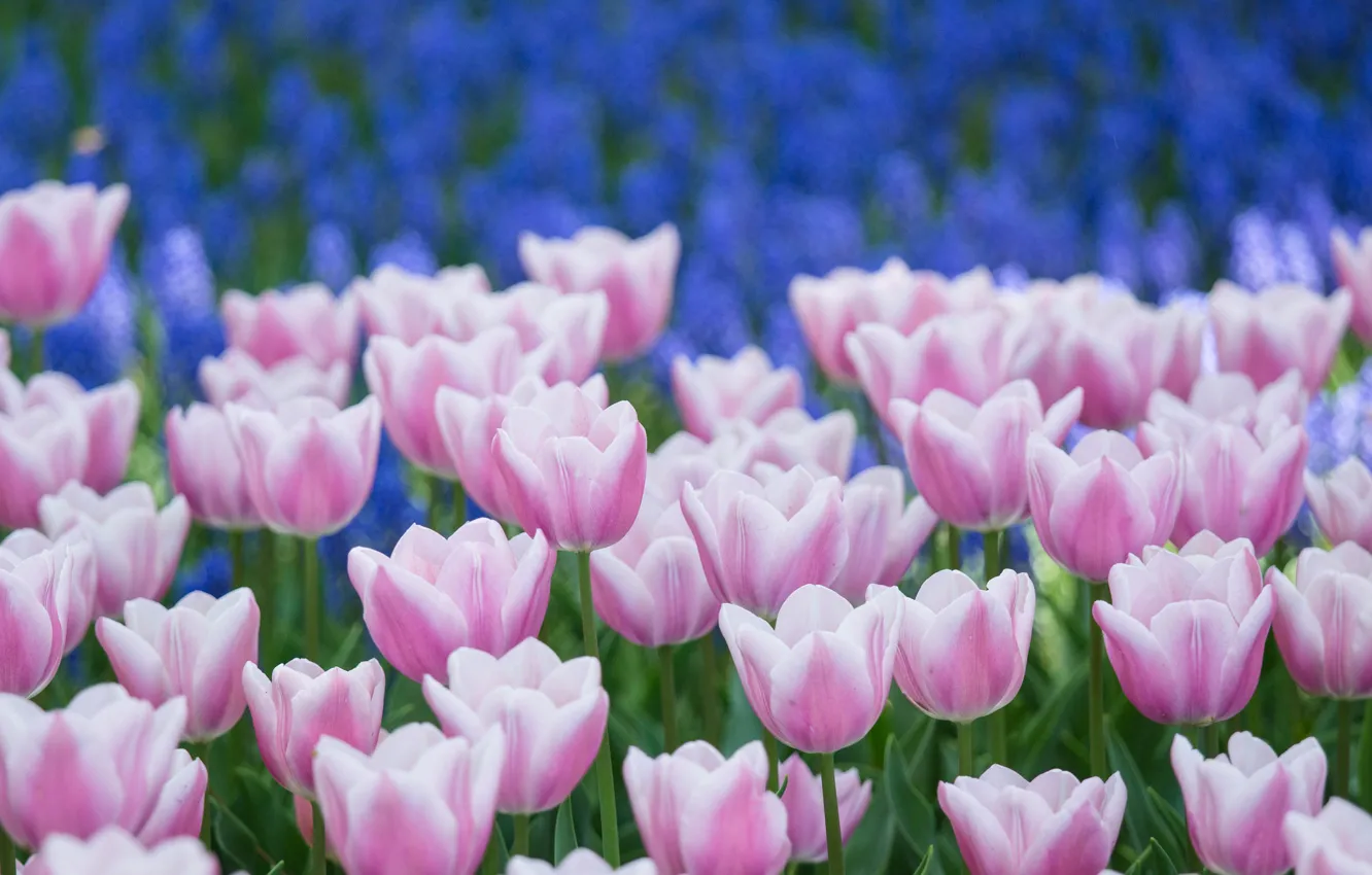 Фото обои цветы, лепестки, Тюльпаны, синие, бело-розовые