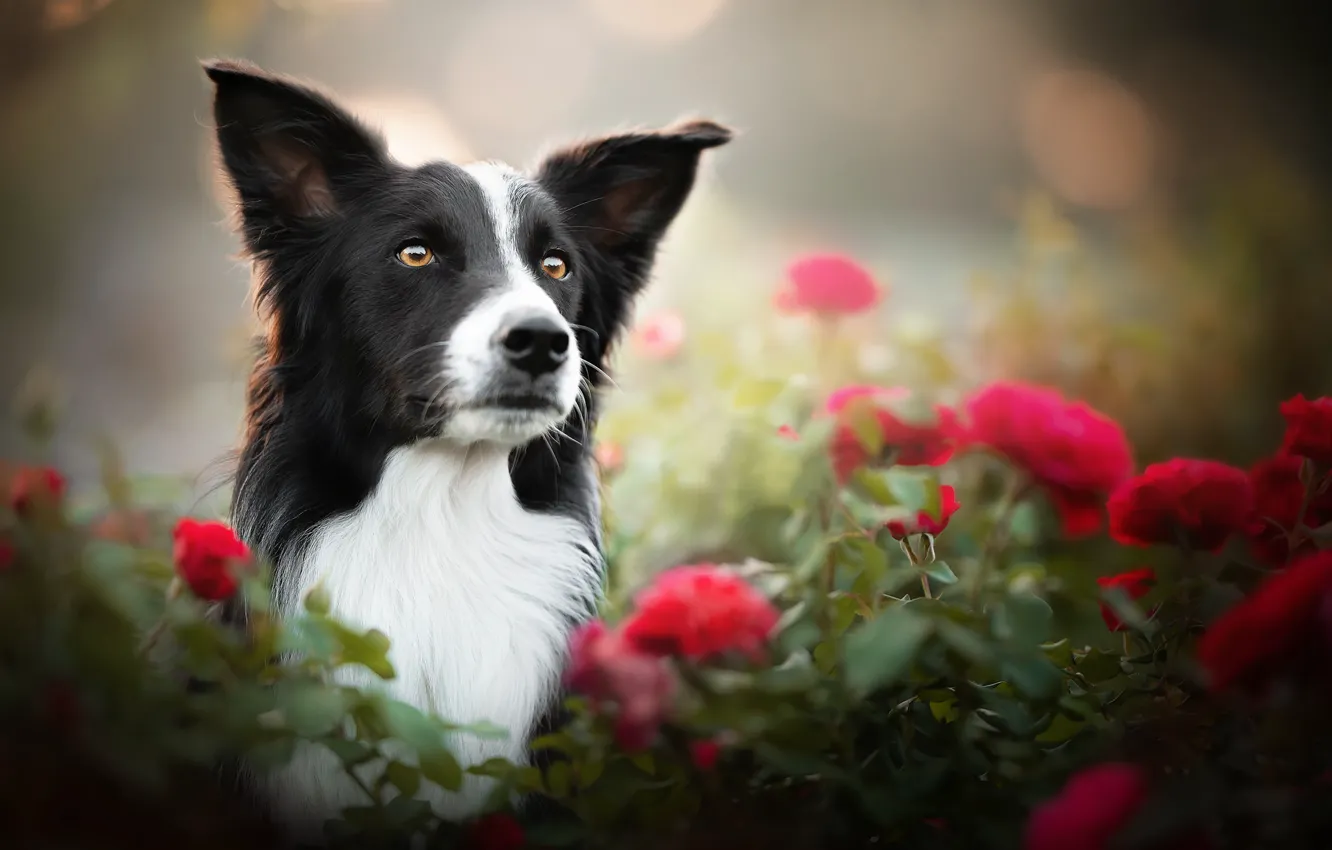 Фото обои морда, цветы, портрет, розы, собака, боке, Бордер-колли