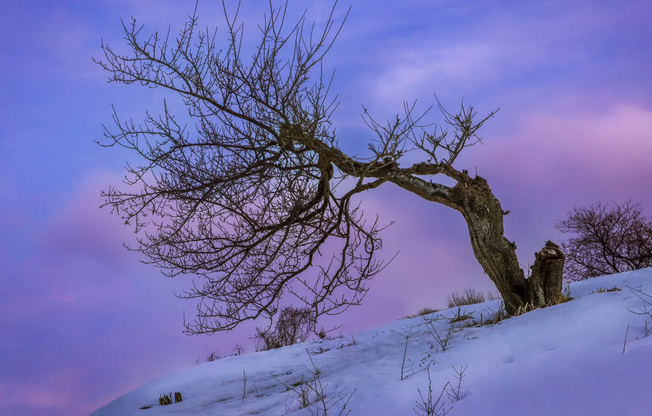 Фото обои зима, деревья, природа