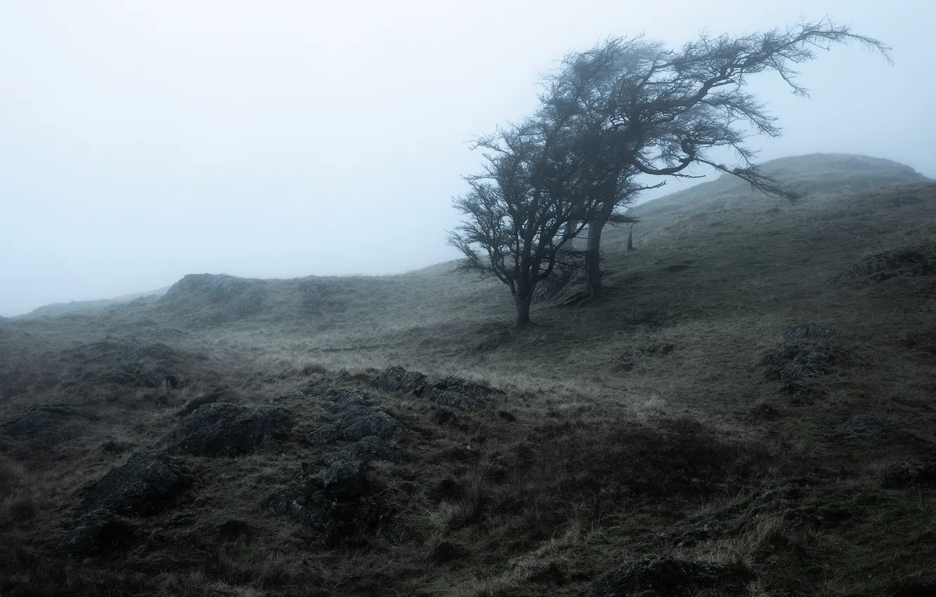 Фото обои деревья, туман, камни, дерево, утро, склон, холм, дымка