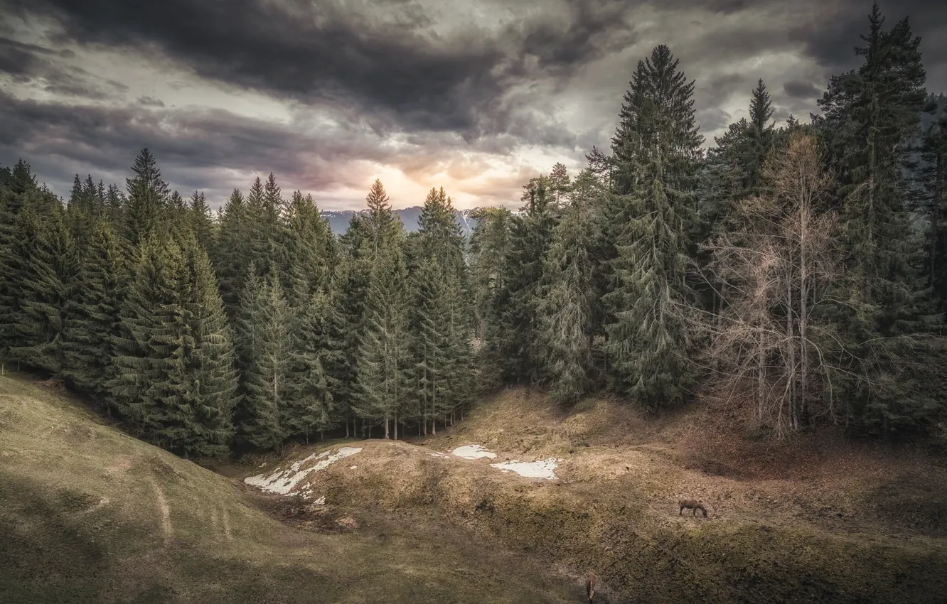 Фото обои лес, небо, природа