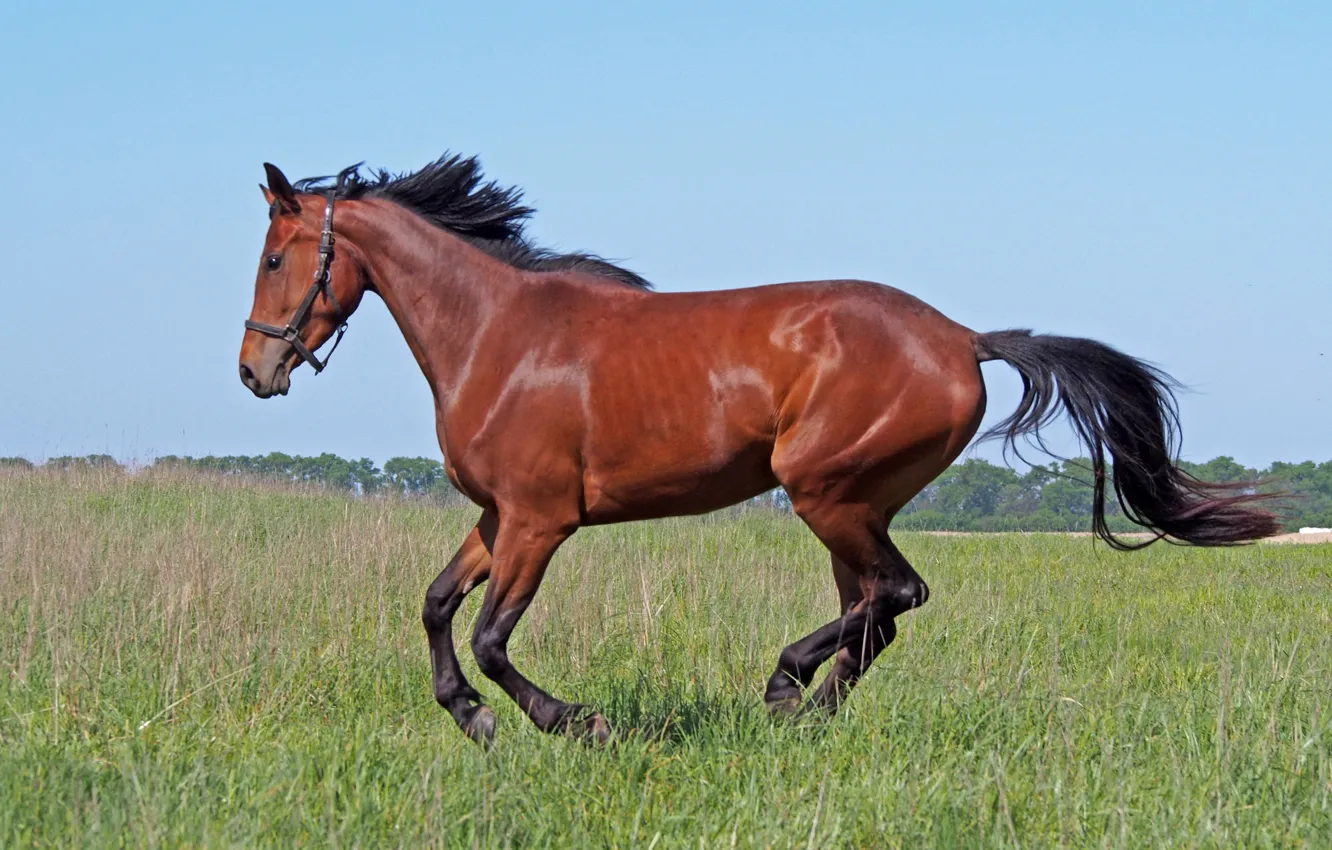 Фото обои поле, трава, конь, лошадь