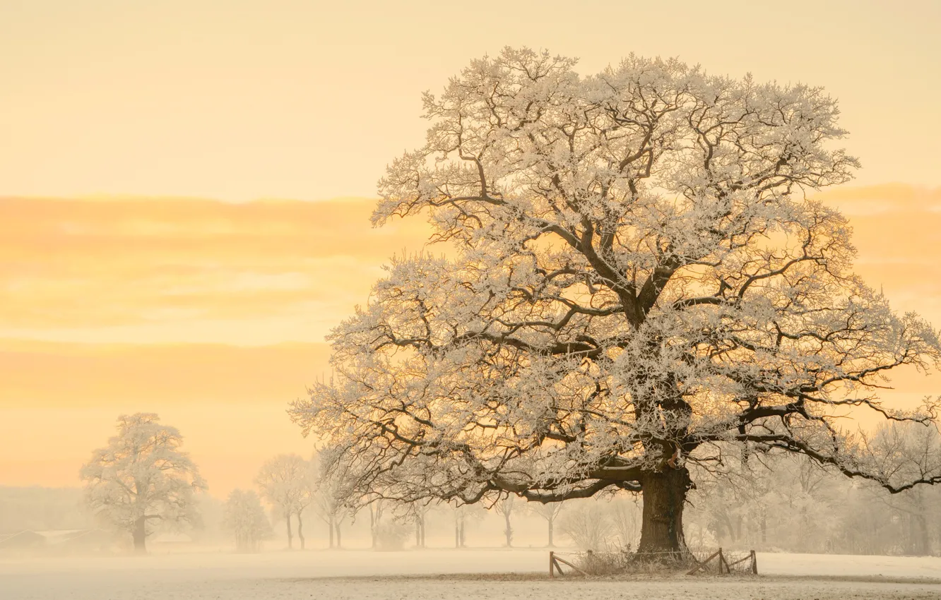 Фото обои зима, свет, снег, природа, дерево, утро, Германия, фотограф