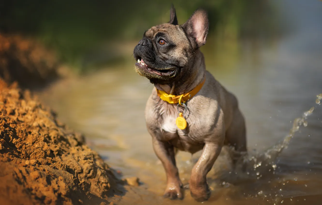 Фото обои puppy, dog, pose