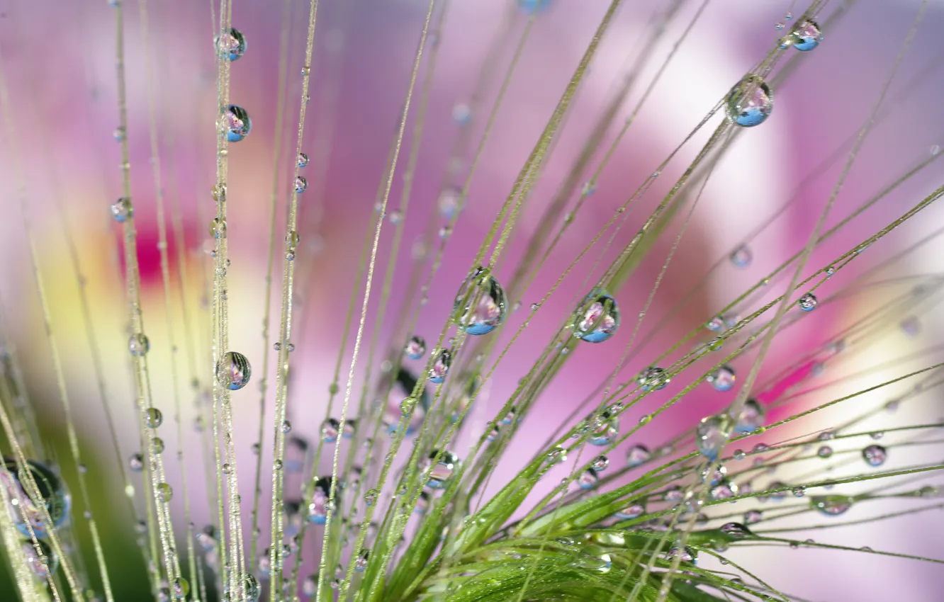 Фото обои трава, капли, макро, роса