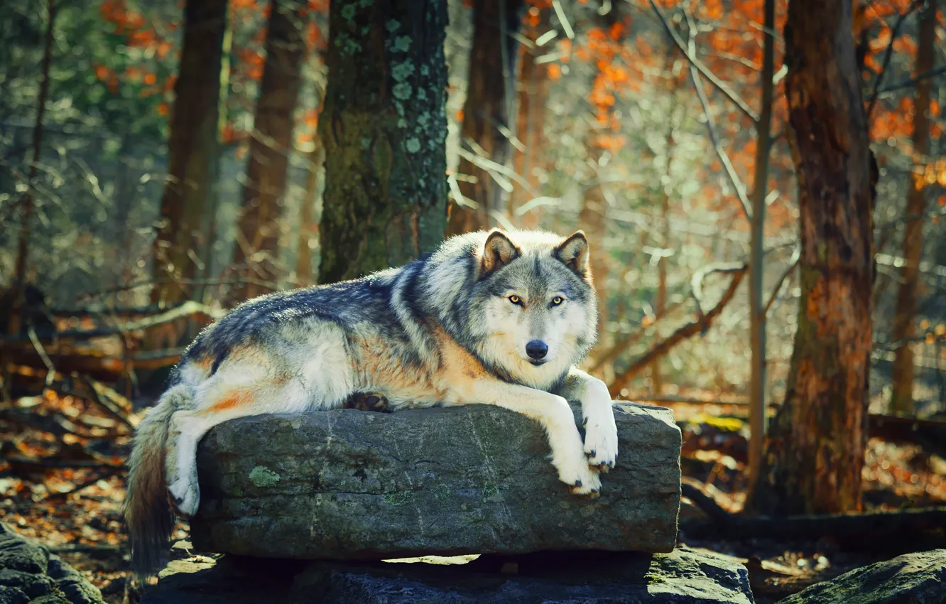 Фото обои осень, лес, взгляд, волк, лежит