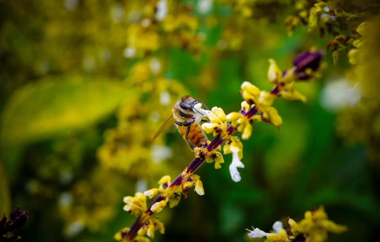 Фото обои цветок, макро, пчела