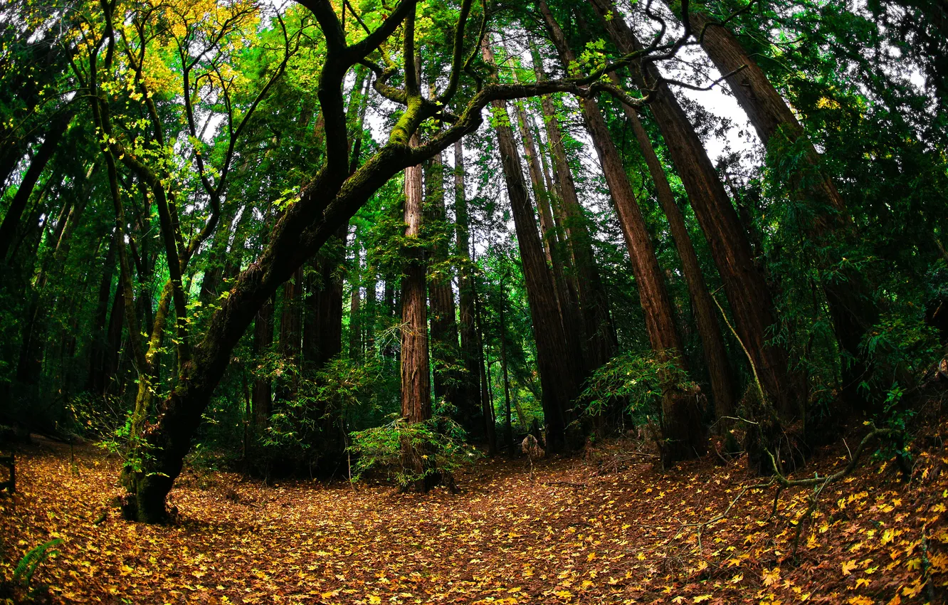 Фото обои зелень, осень, лес, природа, листва