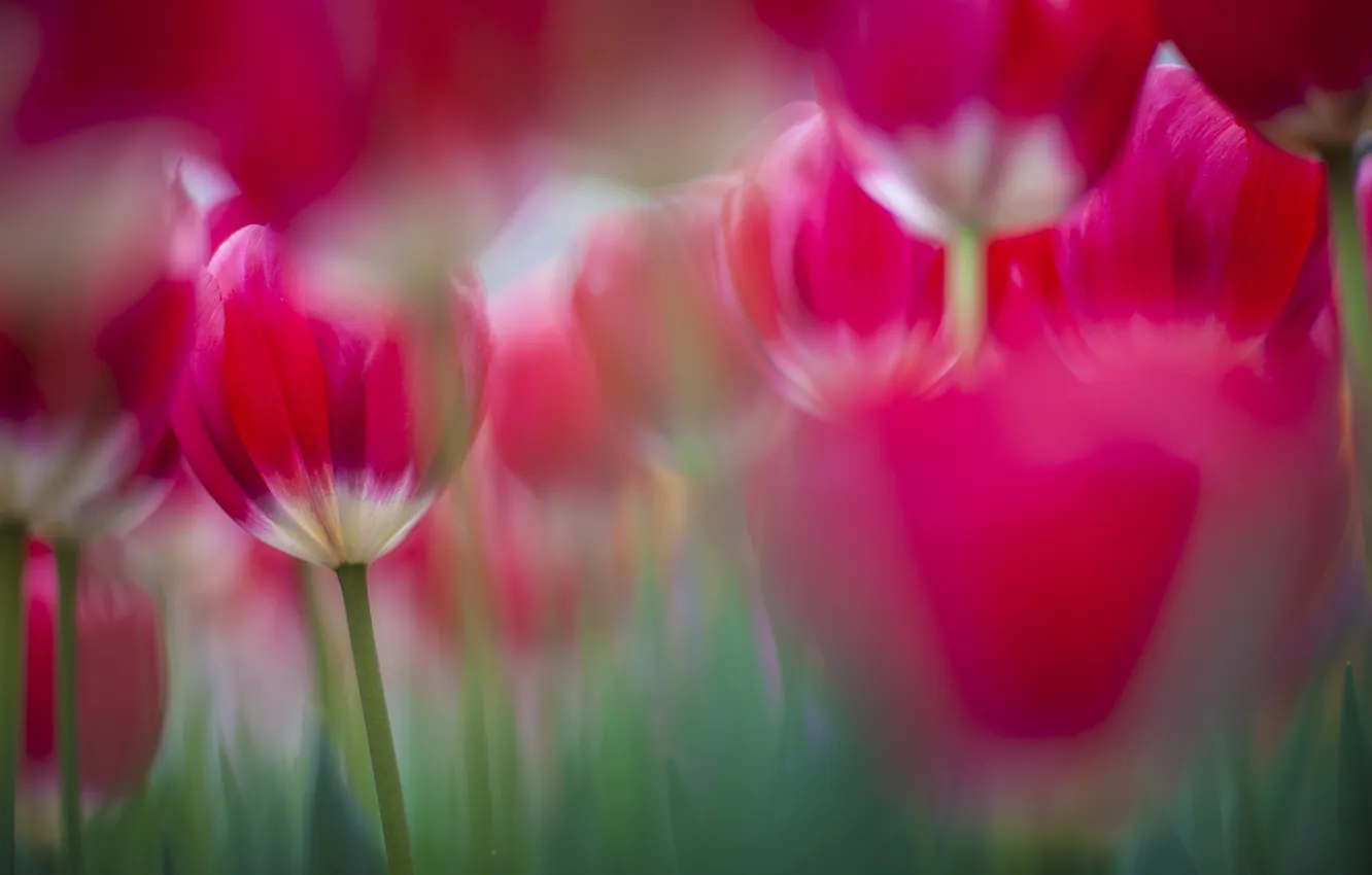Фото обои яркие, фокус, весна, тюльпаны, розовые