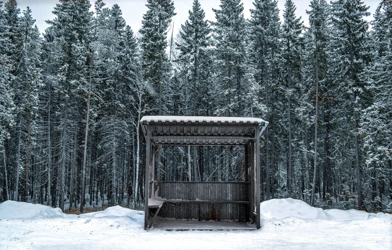 Фото обои Wood, Winter, Snow, Trees, Cold, Nikita Lebedev, Bus Station