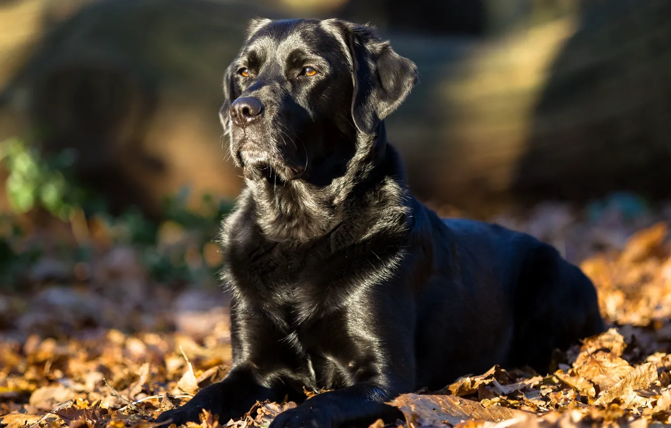 Фото обои листья, собака, Лабрадор-ретривер