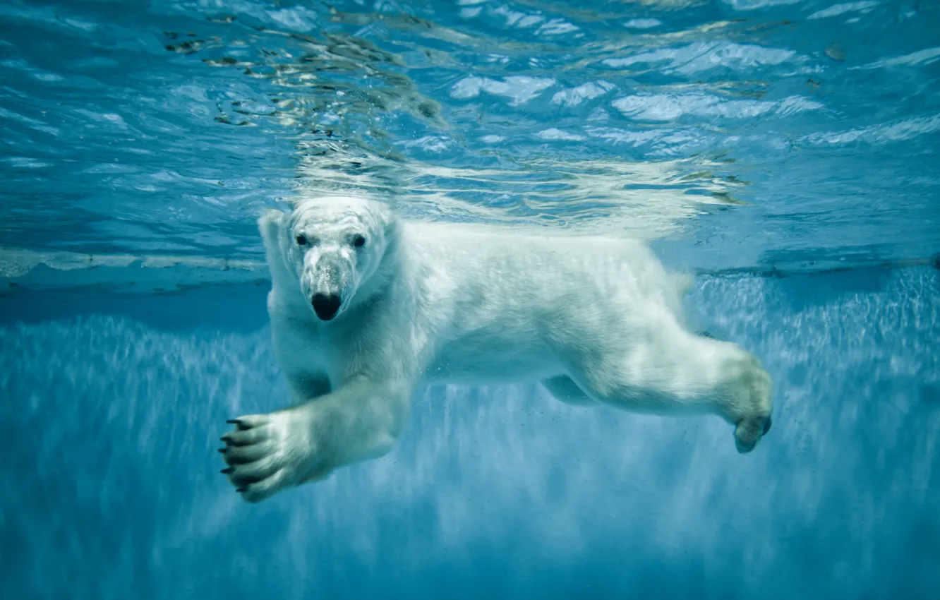 Фото обои Вода, Белый, Медведь, Животные