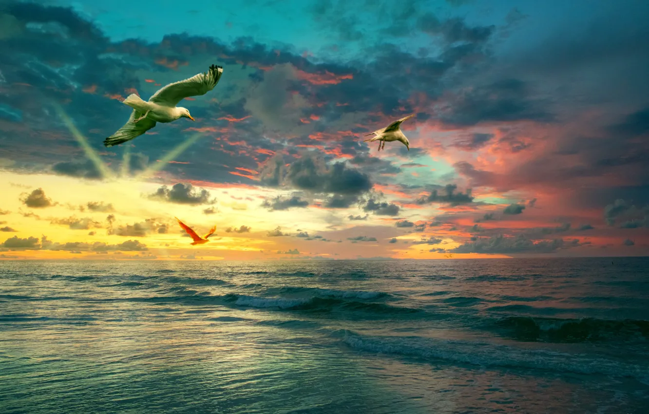Фото обои море, закат, тучи, чайки