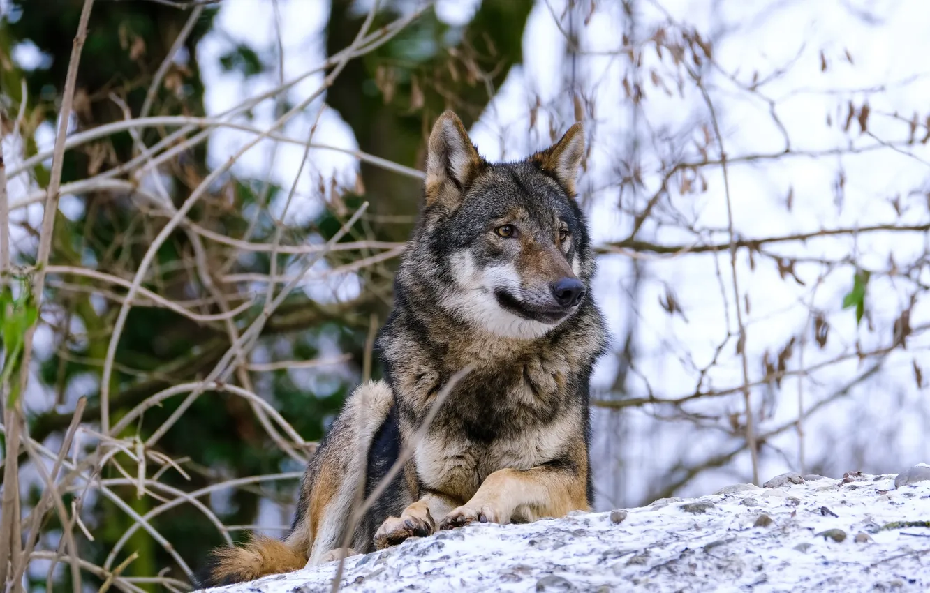 Фото обои fantasy, nature, art, snow, predator, face, animal, wolf
