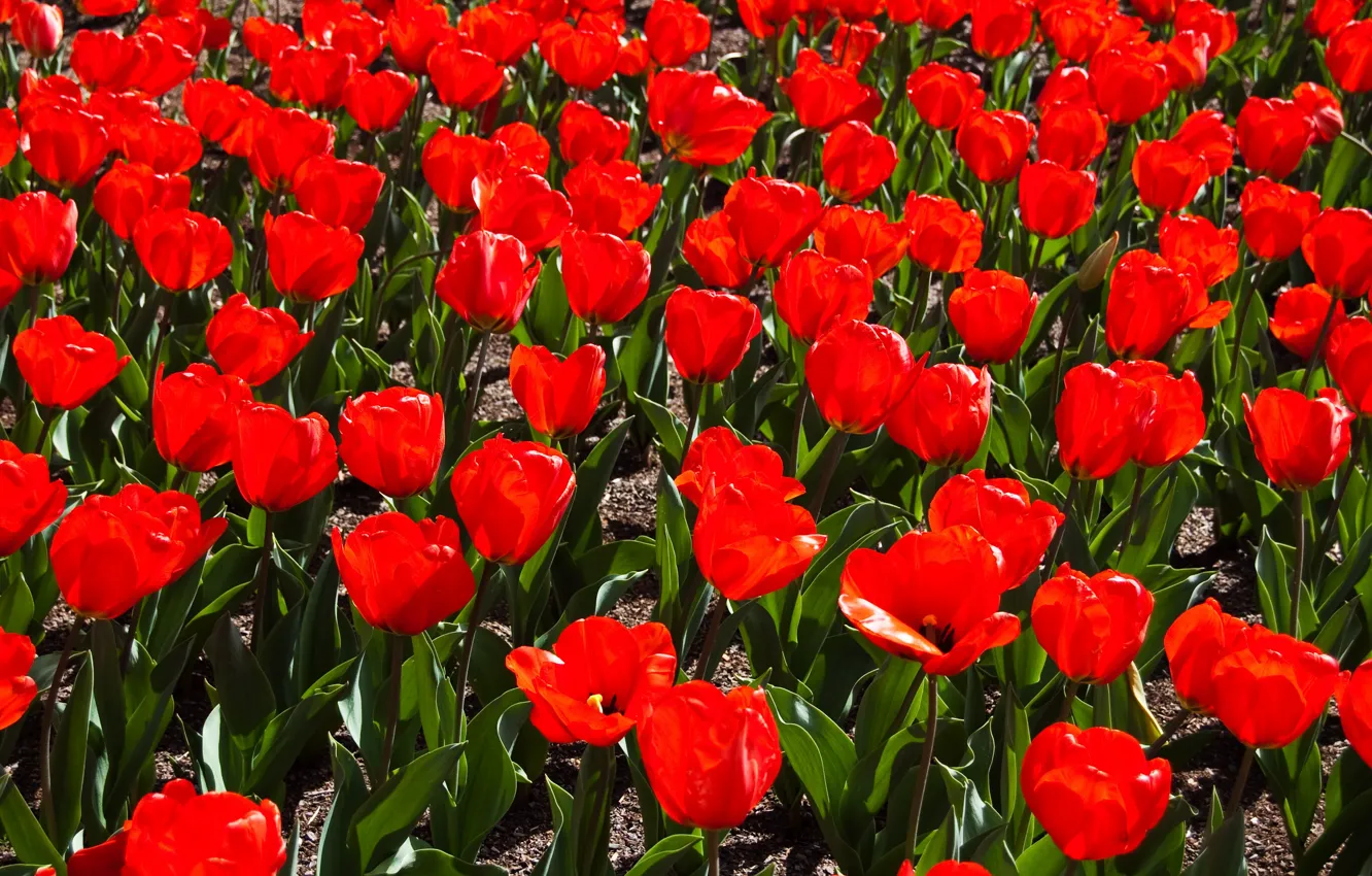 Фото обои Поле, Весна, Spring, Field, Red tulips, Красные тюльпаны