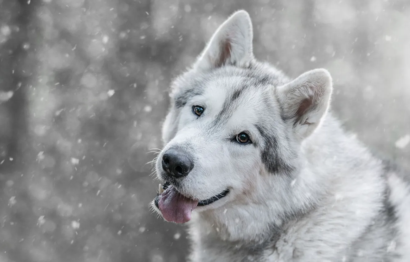 Фото обои зима, язык, взгляд, морда, снег, волк, собака, пасть