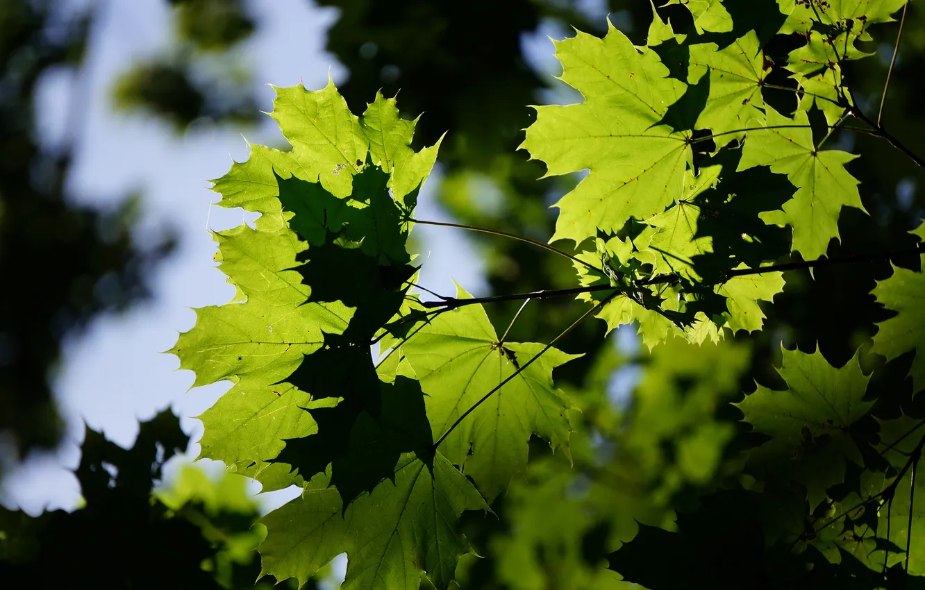 Фото обои зелень, лето, макро, природа, листва