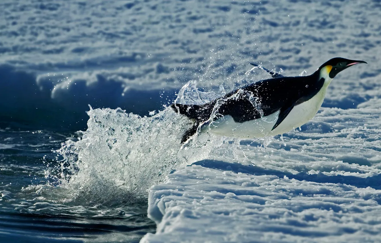 Фото обои лед, вода, природа, птица, Антарктида, императорский пингвин, мыс Вашингтон